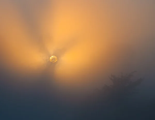 Rayons de soleil arbres minutieux et verts — Photo