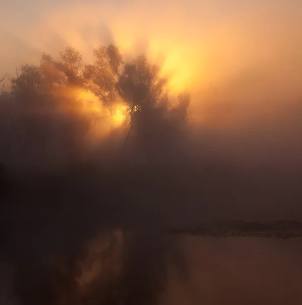 Raios de sol árvores e verdes completos — Fotografia de Stock