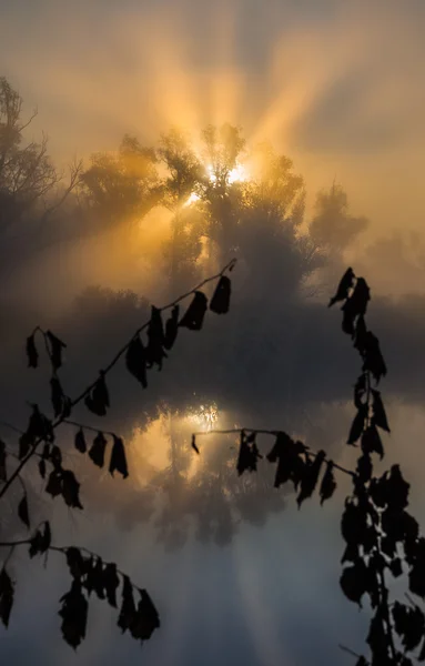 Sonnenstrahlen durch Bäume und Grünflächen — Stockfoto