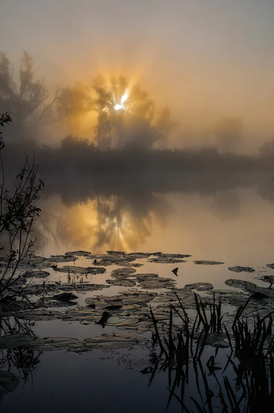 พระอาทิตย์ขึ้นที่สวยงามเหนือทะเลสาบ หมอก — ภาพถ่ายสต็อก