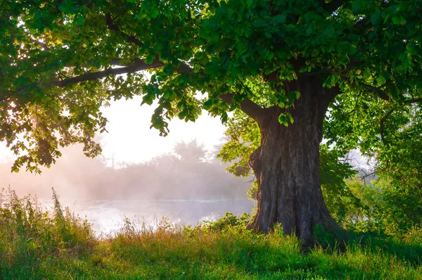 Tek başına duran yaz aylarında tam yaprak içinde meşe ağacı — Stok fotoğraf