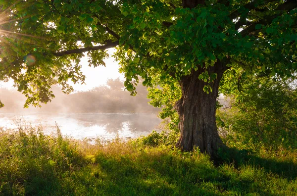 Oak tree in full leaf in summer standing alone — Stock Photo, Image