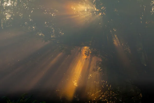 Zon balken grondige bomen en Groenen — Stockfoto