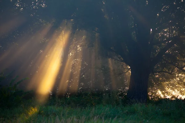 Sonnenstrahlen durch Bäume und Grünflächen — Stockfoto