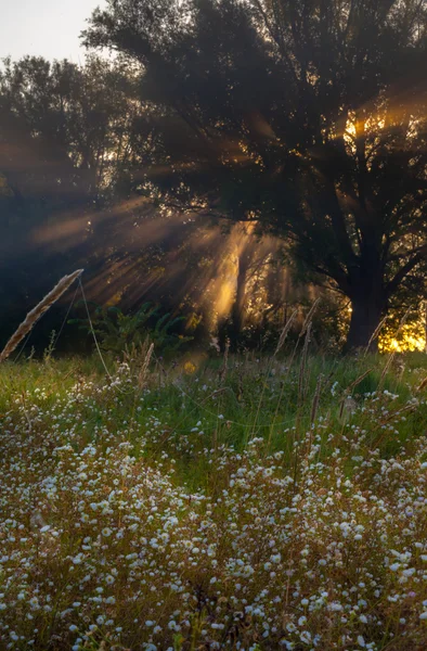 Travi da sole alberi e verdi completi — Foto Stock