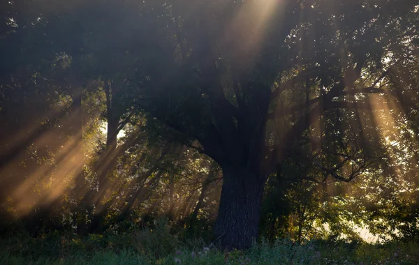 Sluneční paprsky důkladné stromy a zelení — Stock fotografie