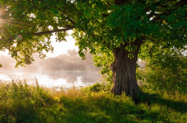 夏季独自站在充分叶栎树 免版税图库图片