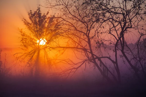 Traumhaft schöner Sonnenaufgang über dem See, neblig — Stockfoto