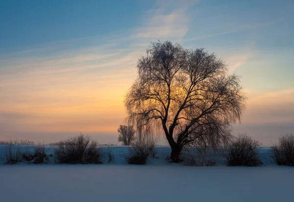 Hermoso paisaje de invierno con árboles cubiertos de nieve — Foto de Stock