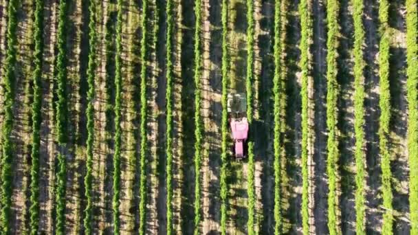 Vista aérea de um tractor que trabalha nas vinhas — Vídeo de Stock