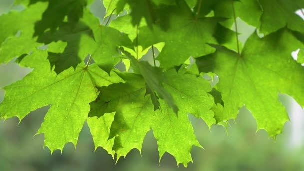 Свіже зелене кленове листя на дереві під дощем з розмитим тлом — стокове відео