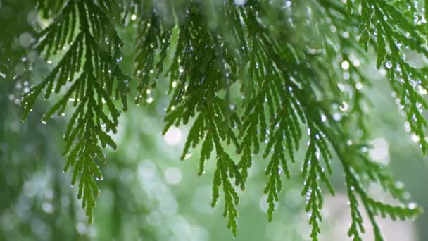 Крупним планом кедрове дерево, покрите мокрими краплями — стокове відео