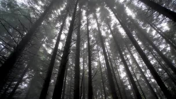 Die geheimnisvolle Landschaft eines Waldes voller nebelverhangener Stämme — Stockvideo