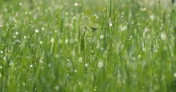 Foreground dew drops on the long green grass, UHD, 4K — Stock Video