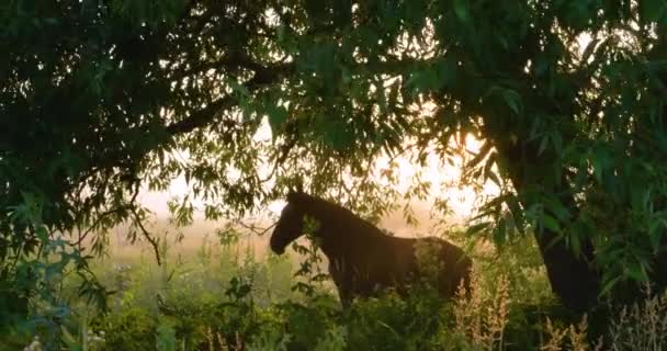 Silueta koně proti rannímu slunci v zeleném lese. Letní pozadí, UHD, 4K — Stock video