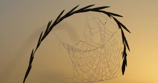 Macro shot of a spider web on the orange background, UHD, 4K — Stock Video