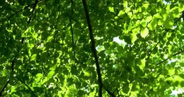 Sabahları güneş ışınlarıyla aydınlatılan karışık bir orman..