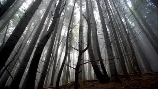 Det mystiska landskapet i en skog full av dimhöljda stammar — Stockvideo