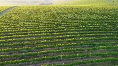 Tepede büyüyen bir sarmaşık terası var. Yaz arkaplanı, UHD, 4K