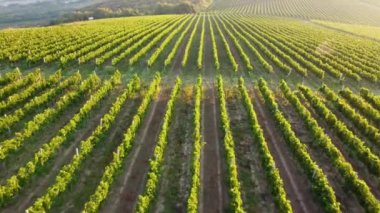 Tepede büyüyen bir sarmaşık terası var. Yaz arkaplanı, UHD, 4K