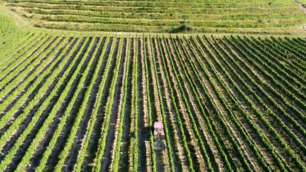 Aerial view of a tractor working on the grapeyards — Stock Video