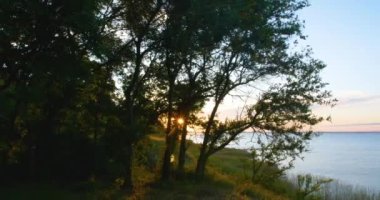 Ormandaki ağaçların gövdelerini aydınlatan güneş ışınları.