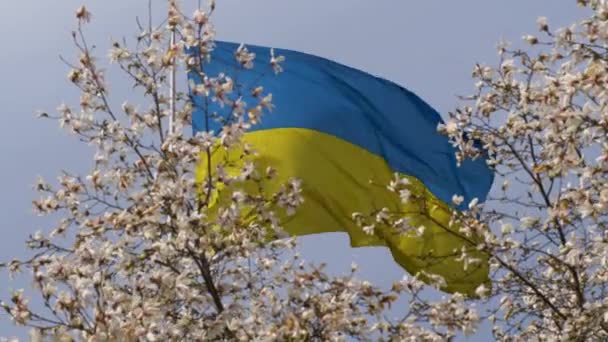 La bandiera dell'Ucraina si sviluppa nel vento. Primavera in Ucraina. Alberi fioriscono sullo sfondo della bandiera di Ucraina — Video Stock