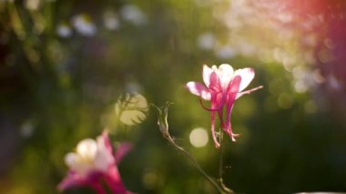 Güneş ışığının güzelleşen cilt ısısı yakın çekim. Şirin kır çiçekleri doğa geçmişi. Çiçek bahçesinde büyüyen küçük bir çiçek. Aydınlanmış yumuşak sabah ışığı..