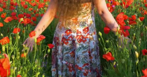 Fiatal Lány Sétál Mákos Réten Napfény Alatt Nyári Háttér Uhd — Stock videók
