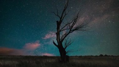 A silhouette tree on the background of the starry sky and galaxy. Time lapse of the moving Milky Way.