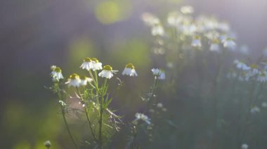 Güneş ışığının güzelleşen cilt ısısı yakın çekim. Şirin kır çiçekleri doğa geçmişi. Çiçek bahçesinde büyüyen küçük bir çiçek. Aydınlanmış yumuşak sabah ışığı..