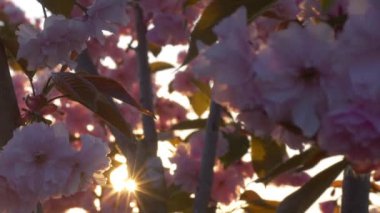 Güneş ışığının güzelleşen cilt ısısı yakın çekim. Şirin kır çiçekleri doğa geçmişi. Çiçek bahçesinde büyüyen küçük bir çiçek. Aydınlanmış yumuşak sabah ışığı..