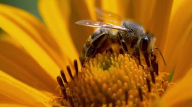 Flying honey bee covered with pollen collecting nectar from yellow flower close up. Macro footage of bumblebee covered with pollen pollinating flower.