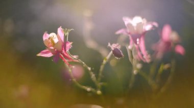 Beautiful blooming inflorescence on sunlight closeup. Cute wildflowers nature background. little flower grow in floral garden illuminated soft morning light.