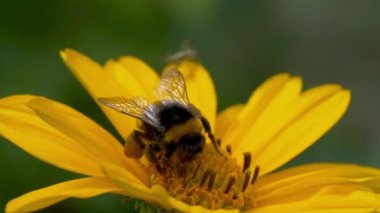 Flying honey bee covered with pollen collecting nectar from yellow flower close up. Macro footage of bumblebee covered with pollen pollinating flower.