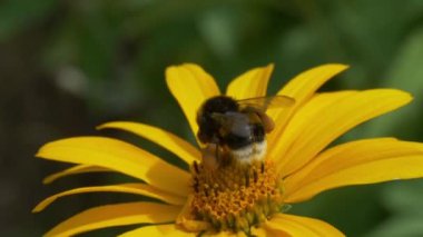 Flying honey bee covered with pollen collecting nectar from yellow flower close up. Macro footage of bumblebee covered with pollen pollinating flower.