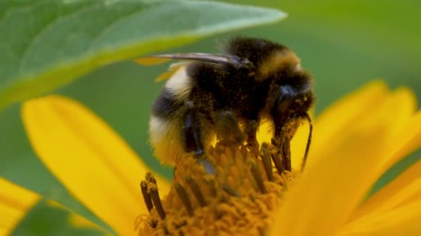 Flying Honey Bee Covered Pollen Collecting Nectar Yellow Flower Close — 비디오