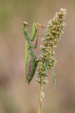 Schachbrettfalter bir einer Blte