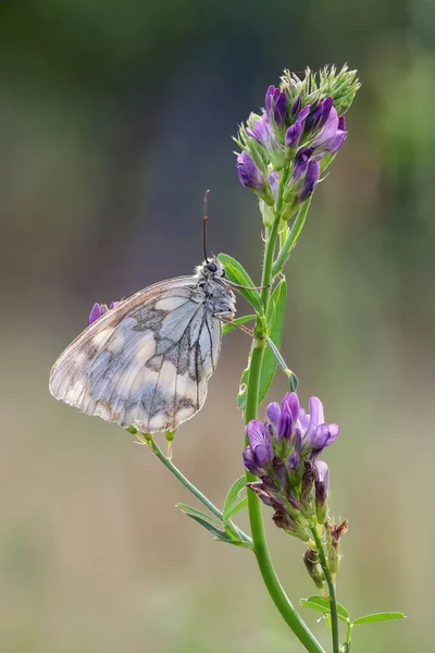 Schachbrettfalter bir einer Blte