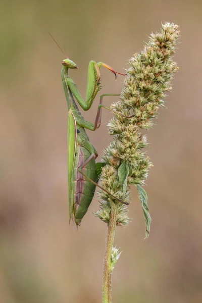 Schachbrettfalter bir einer Blte