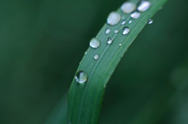 Taze yeşil çimenler.