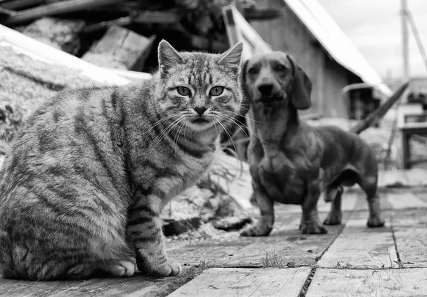 Chat et chien — Photo