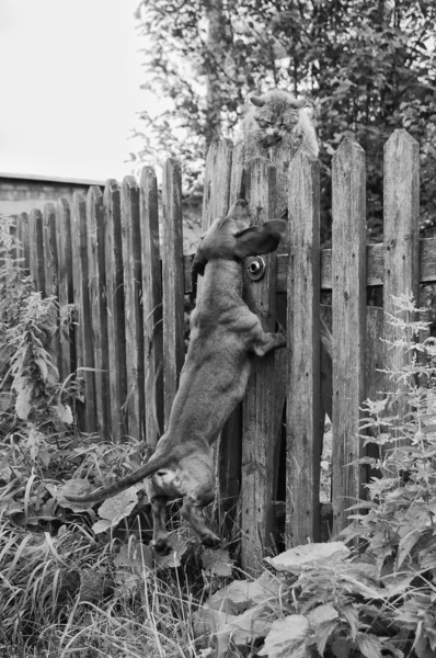 Visvangst kat — Stockfoto