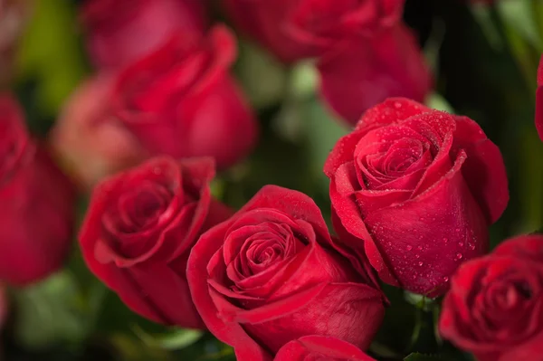 Rosas vermelhas — Fotografia de Stock