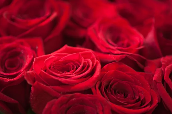 Rose rosse — Foto Stock