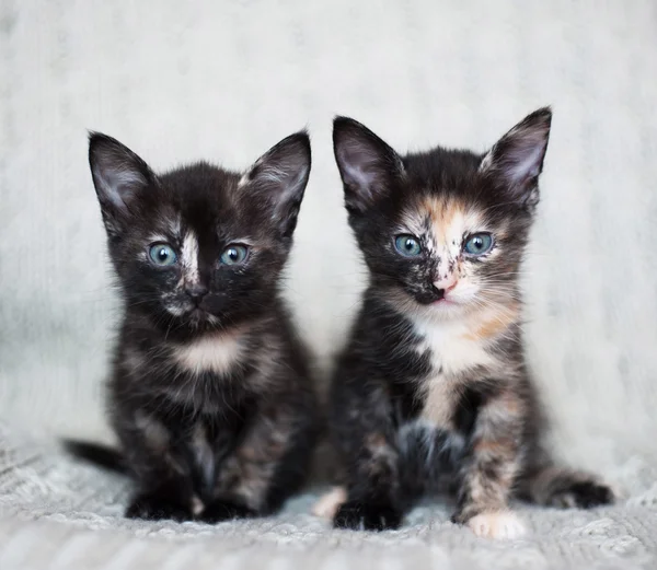 Family portrait — Stock Photo, Image