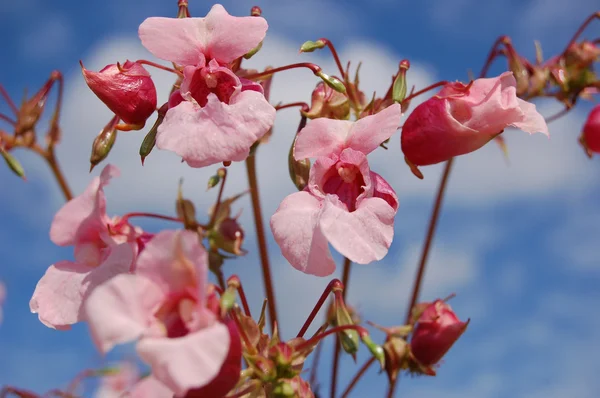 Jednoletou (impatiens gladulifera) — Stock fotografie