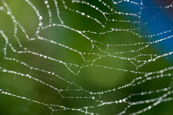 Teia de aranha no jardim — Fotografia de Stock