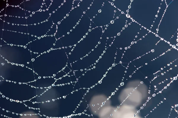 Teia de aranha no jardim — Fotografia de Stock