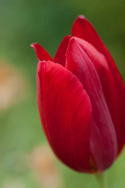 Tulpen-bud. sluiten — Stockfoto